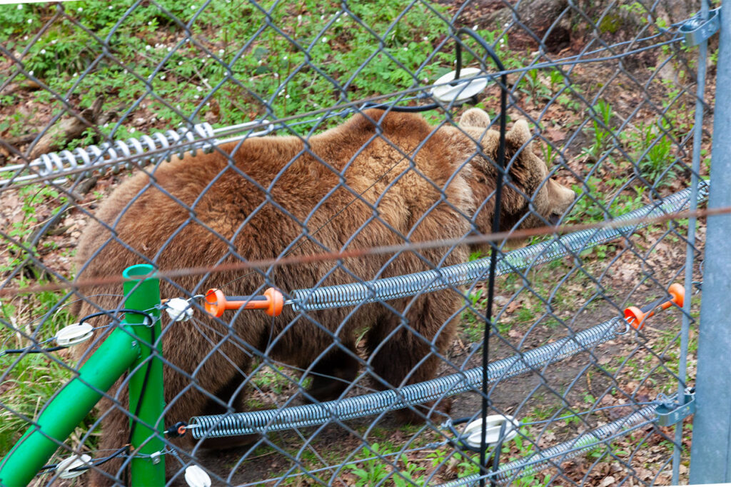 Відкриття ретро сезону 2021. Частина друга. Домажир