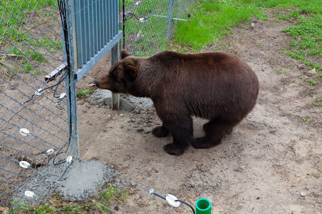 Відкриття ретро сезону 2021. Частина друга. Домажир
